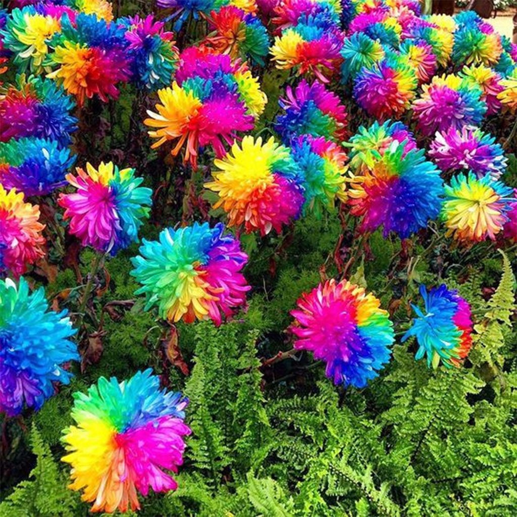 rainbow chrysanthemum flower seeds 20 Rainbow Chrysanthemum Flower Seeds Rare Color – Family Spin