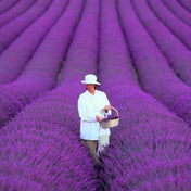 Organic Lavender Seeds - 200 pcs