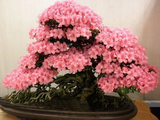 Cherry Flower Bonsai Rare Seeds - 10PCS