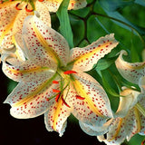 Blue Heart Lily Plant Seeds 50 Particles - FREE Offer - $0.00