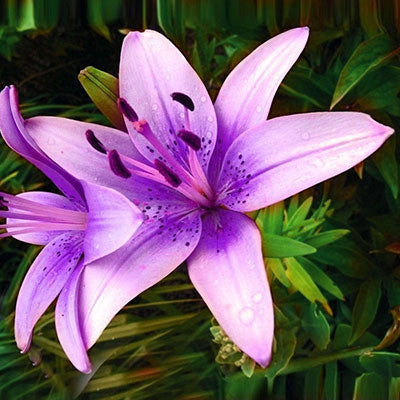 blue heart lily flower Blue Heart Lily Plant Seeds 50 Particles – Family Spin