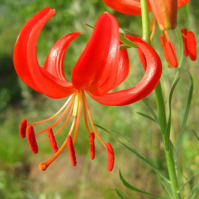 blue heart lily flower Blue Heart Lily Plant Seeds 50 Particles – Family Spin