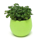Mini round Shaped Office Decor Flower Seed Planter Pot