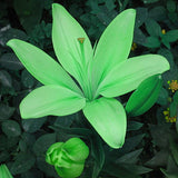 Blue Heart Lily Plant Seeds 50 Particles