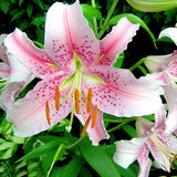 Blue Heart Lily Plant Seeds 50 Particles - FREE Offer - $0.00