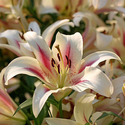 blue heart lily flower Blue Heart Lily Plant Seeds 50 Particles – Family Spin