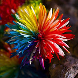 20 Rainbow Chrysanthemum Flower Seeds Rare Color - FREE Offer - $0.00