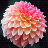 Dahlia Bulbs Rare Colors - 2pcs